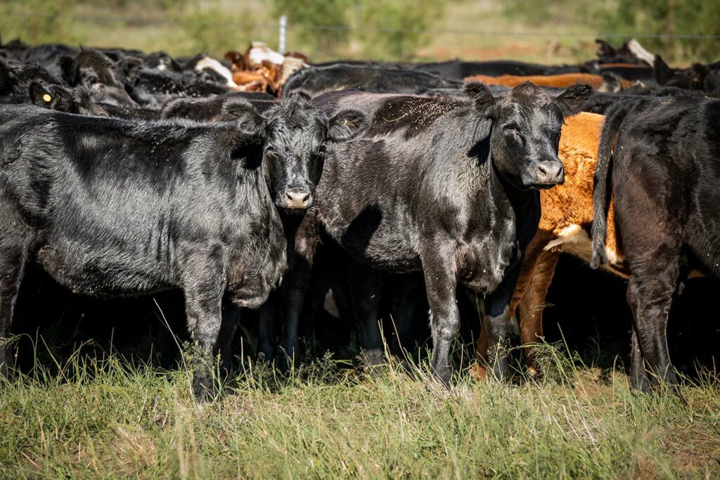 Cattle Genetics Texas