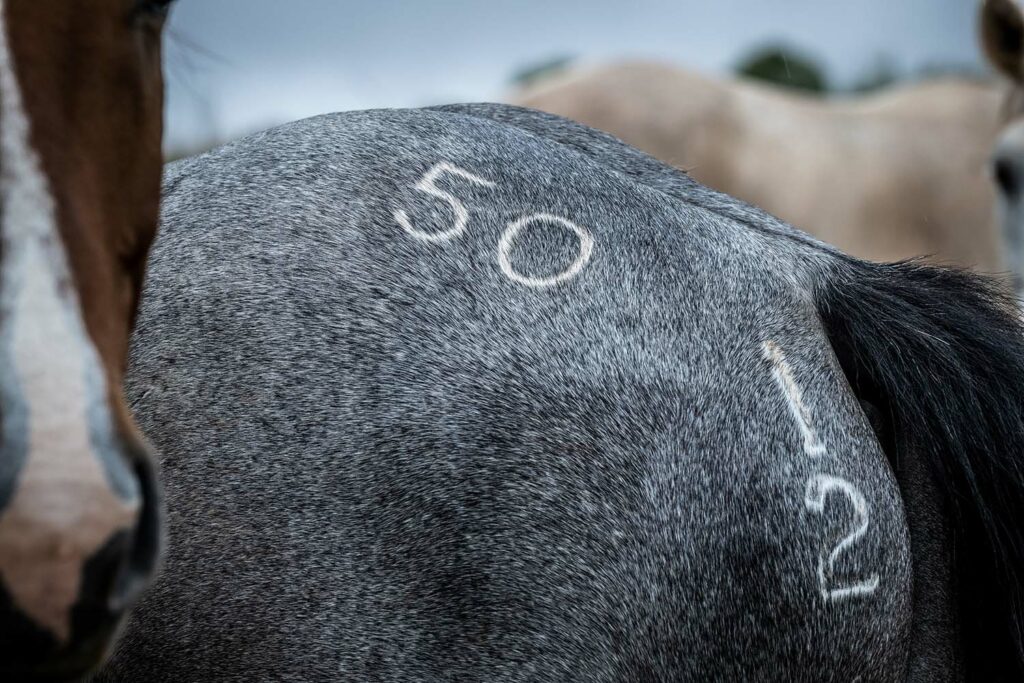 Famous 50 Horse Brand