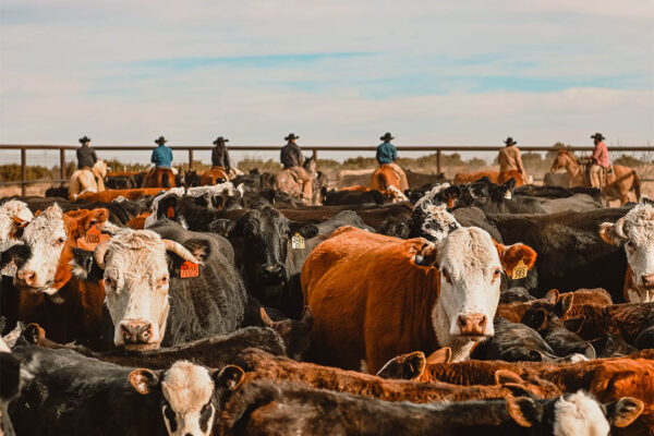 Matador Ranch Angus & Hereford Cattle