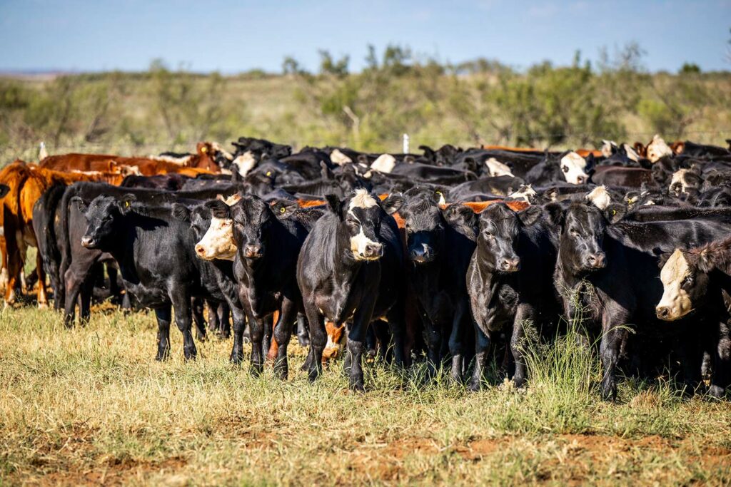 Matador Ranch Cattle Genetics