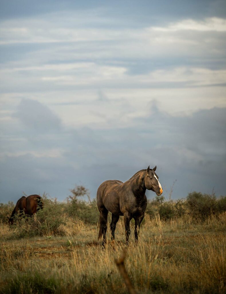 Matador Ranch Stallions