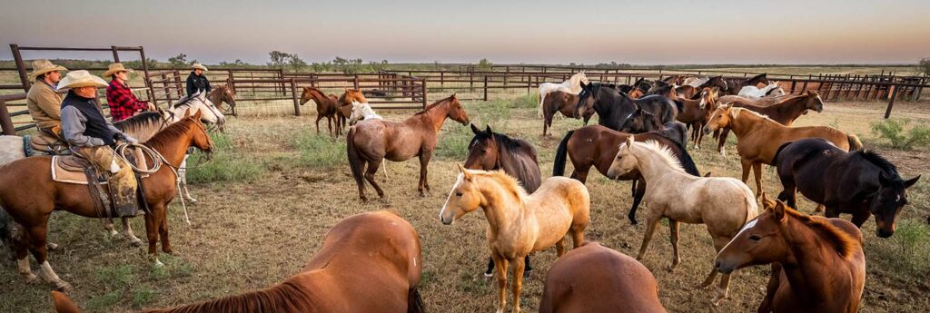 Ranch Horses For Sale
