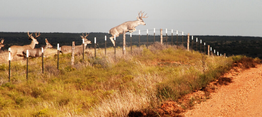 Texas Guided Deer Hunt