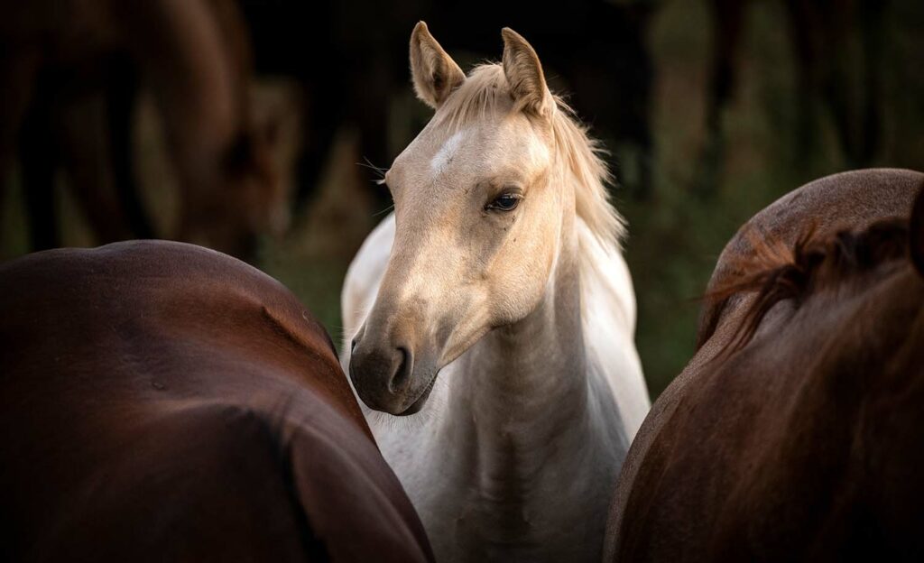Texas Horse Portrait